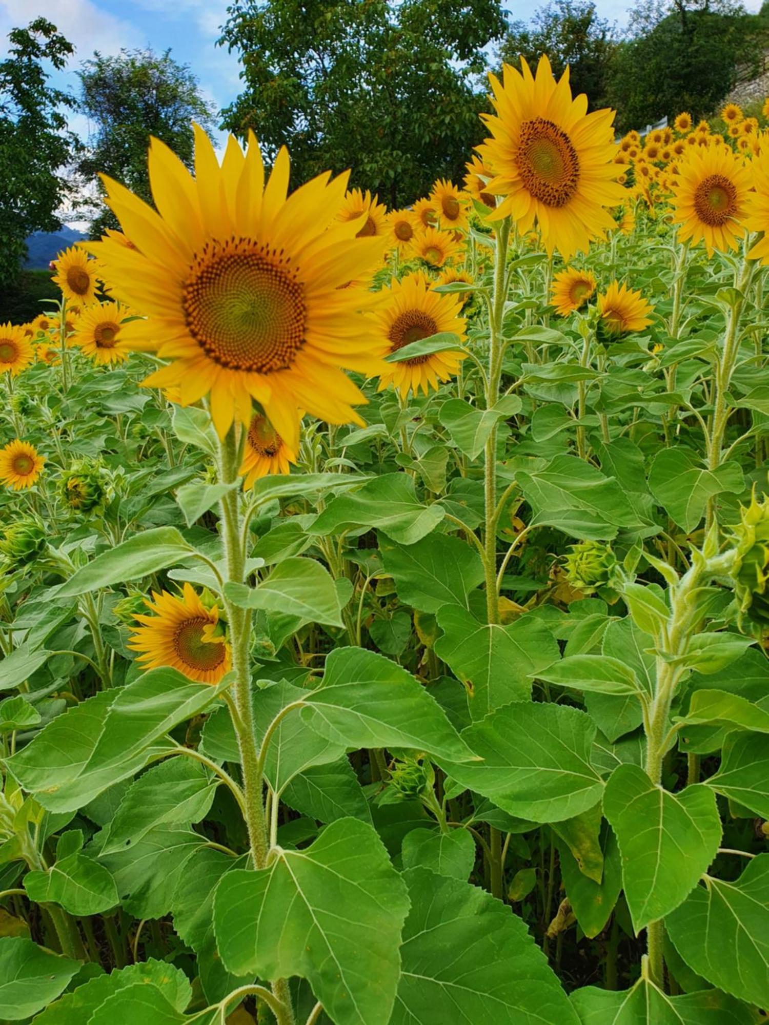 텐노 Agritur Calvola 빌라 외부 사진