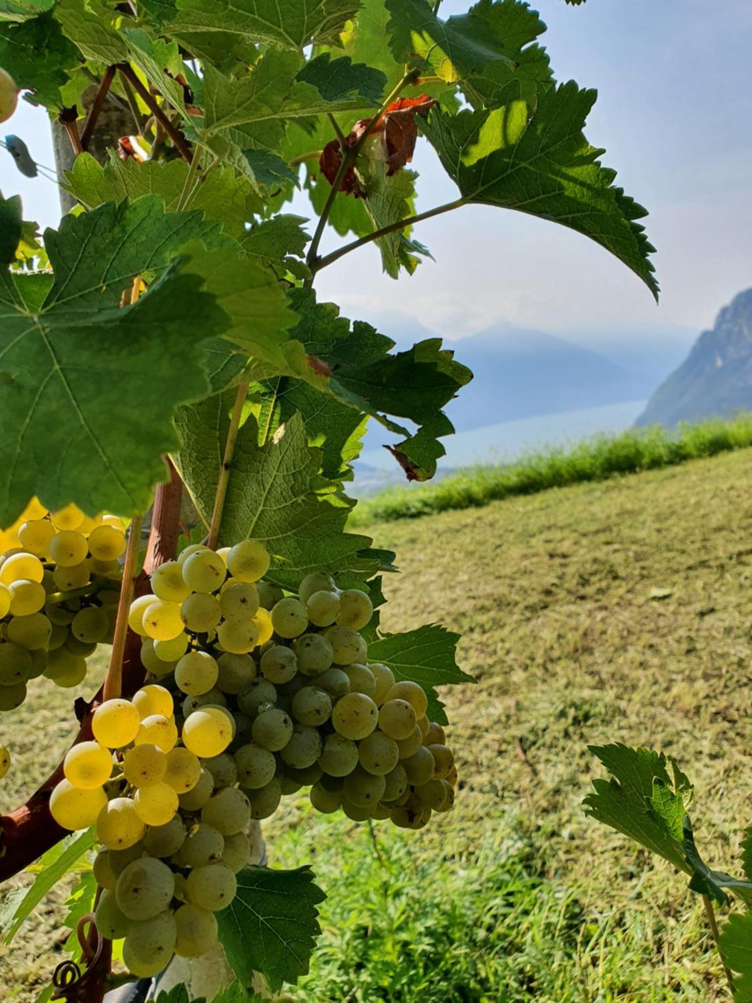 텐노 Agritur Calvola 빌라 외부 사진
